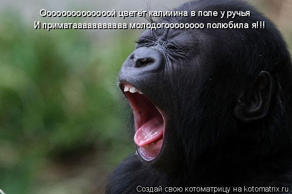 Оооооооооооооой цветёт калииина в поле у ручья И приматааааааааааа молодогоооооооо полюбила я!!!... Котоматрица: Оооооооооооооой цветёт калииина в поле у ручья И приматааааааааааа молодогоооооооо полюбила я!!!