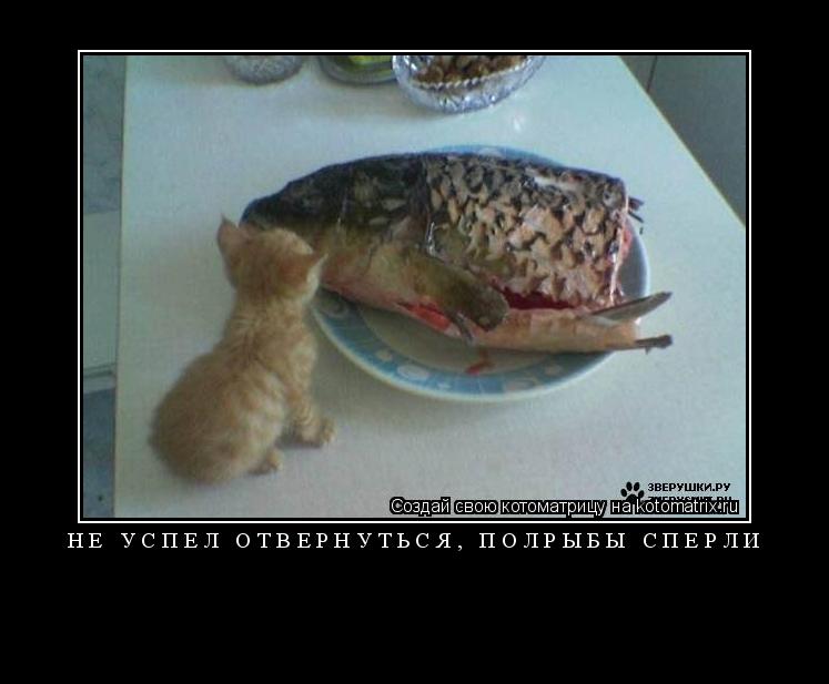 Котоматрица: НЕ УСПЕЛ ОТВЕРНУТЬСЯ, ПОЛРЫБЫ СПЕРЛИ 