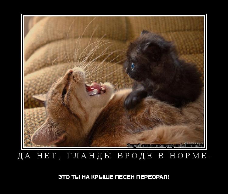 Котоматрица: ДА НЕТ, ГЛАНДЫ ВРОДЕ В НОРМЕ. ЭТО ТЫ НА КРЫШЕ ПЕСЕН ПЕРЕОРАЛ!