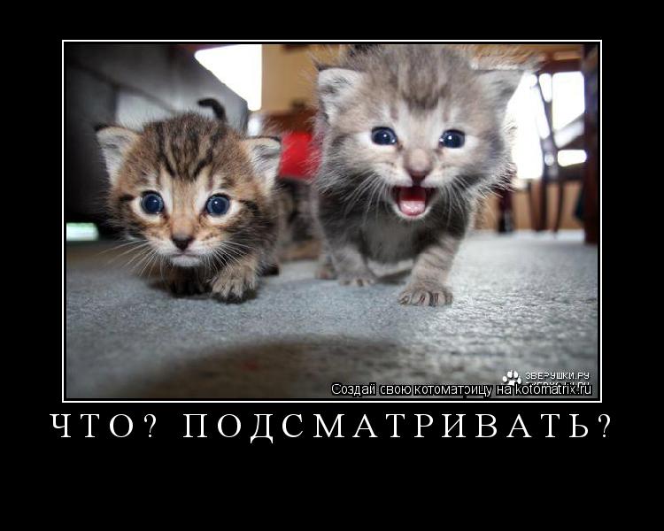 Котоматрица: ЧТО? ПОДСМАТРИВАТЬ? 