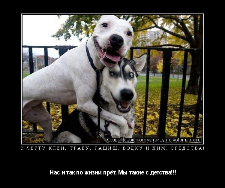 К чёрту клей, траву, гашиш, Водку и хим. средства! Нас и так по жизни прёт, Мы такие с детства!!!... Котоматрица: К чёрту клей, траву, гашиш, Водку и хим. средства! Нас и так по жизни прёт, Мы такие с детства!!!