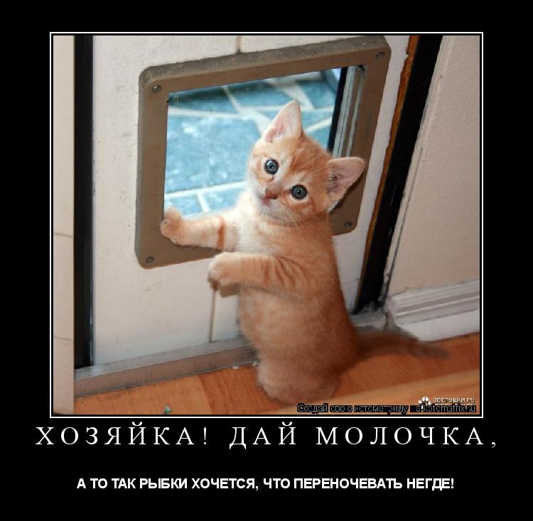 Котоматрица: ХОЗЯЙКА! ДАЙ МОЛОЧКА,  А ТО ТАК РЫБКИ ХОЧЕТСЯ, ЧТО ПЕРЕНОЧЕВАТЬ НЕГДЕ!
