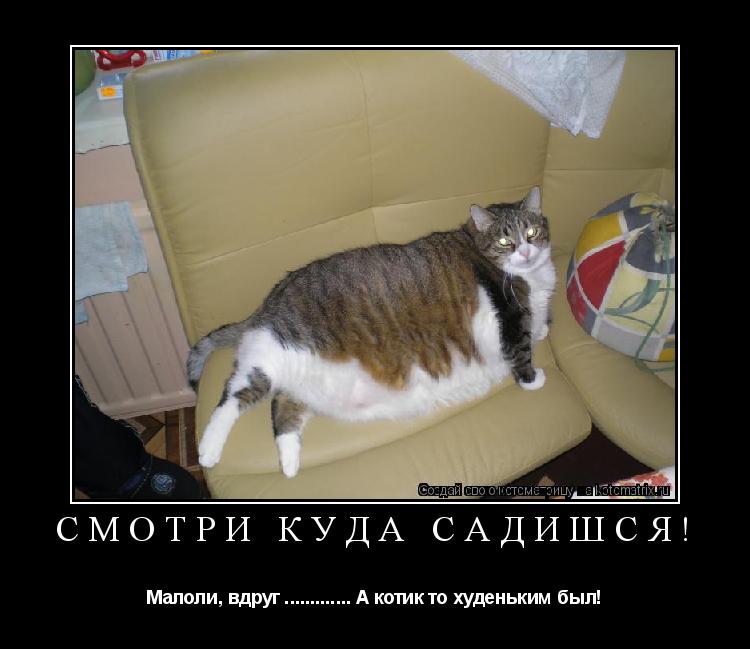 Смотри куда садишся! Малоли, вдруг ............. А котик то худеньким был!... Котоматрица: Смотри куда садишся! Малоли, вдруг ............. А котик то худеньким был!