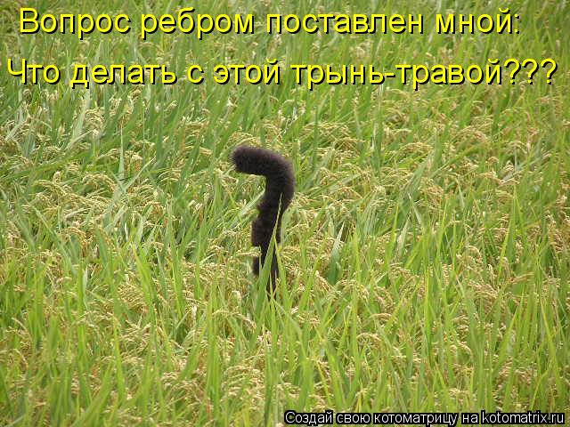 Котоматрица: Вопрос ребром поставлен мной: Что делать с этой трынь-травой???