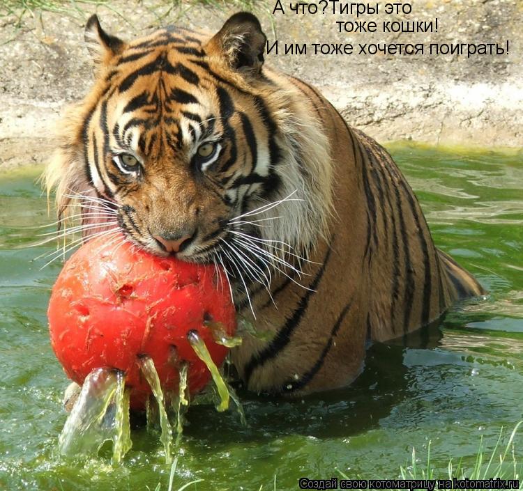 Котоматрица: А что?Тигры это  тоже кошки! И им тоже хочется поиграть!