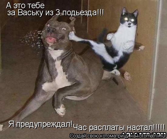 Котоматрица: А это тебе за Ваську из 3 подьезда!!! Я предупреждал! Час расплаты настал!!!!!