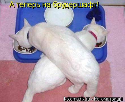 Котоматрица: А теперь на брудершафт!