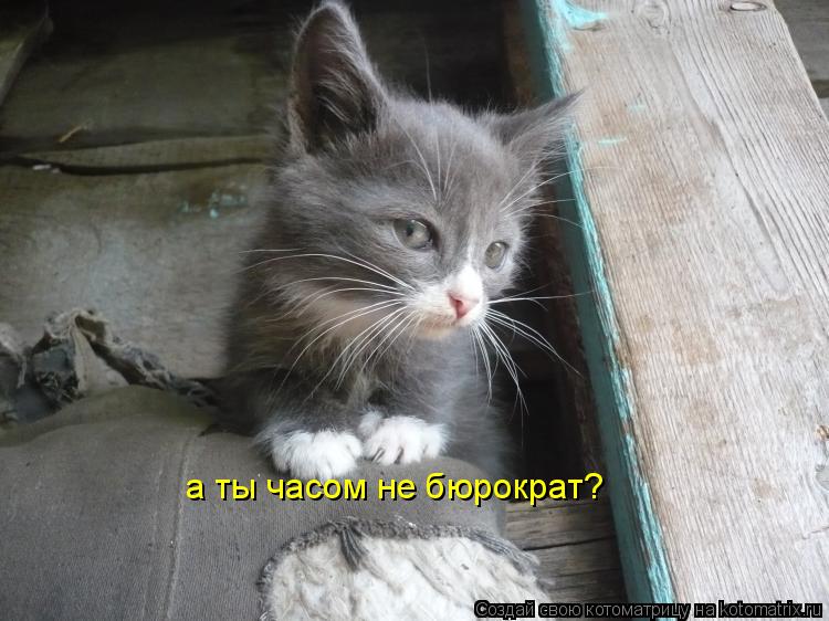 а ты часом не бюрократ?... Котоматрица: а ты часом не бюрократ?