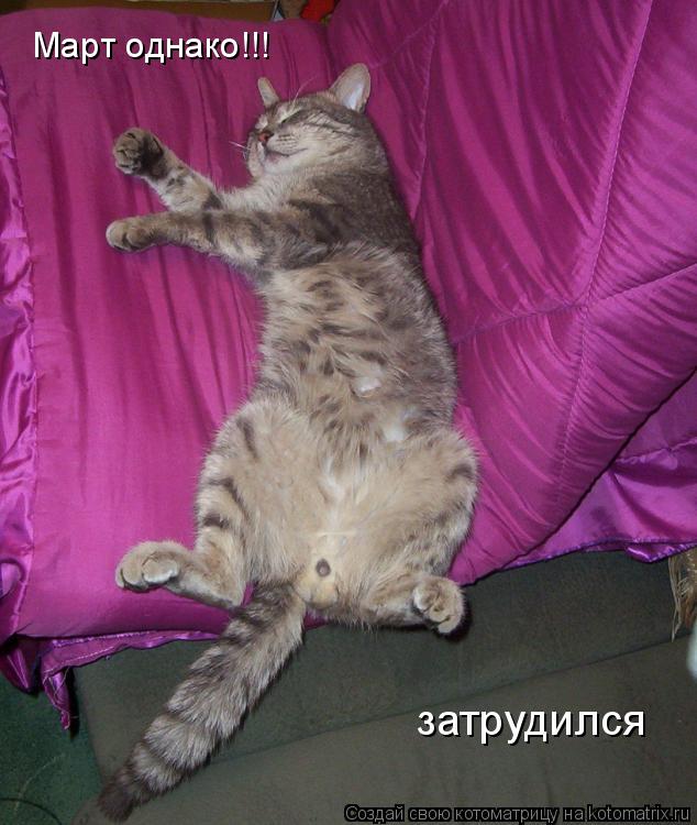 Март однако!!! затрудился... Котоматрица: Март однако!!! затрудился