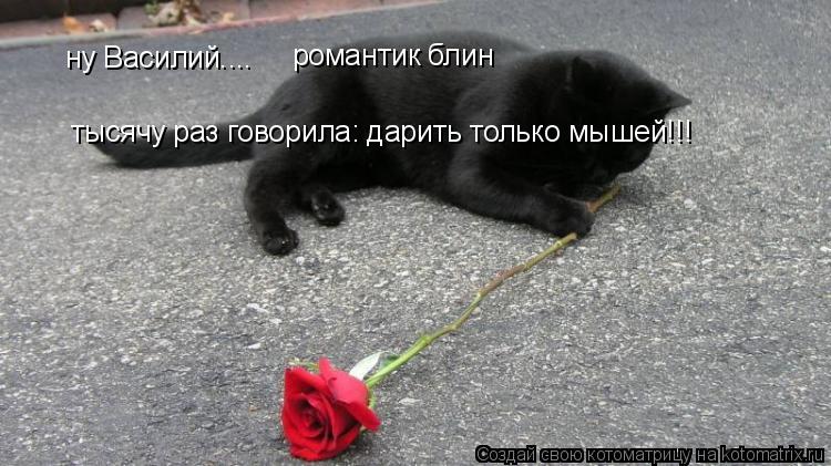 ну Василий.... романтик блин тысячу раз говорила: дарить только мышей!!!... Котоматрица: ну Василий.... романтик блин тысячу раз говорила: дарить только мышей!!!