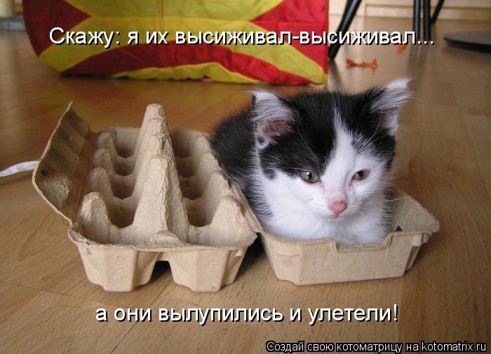Котоматрица: Скажу: я их высиживал-высиживал... а они вылупились и улетели!