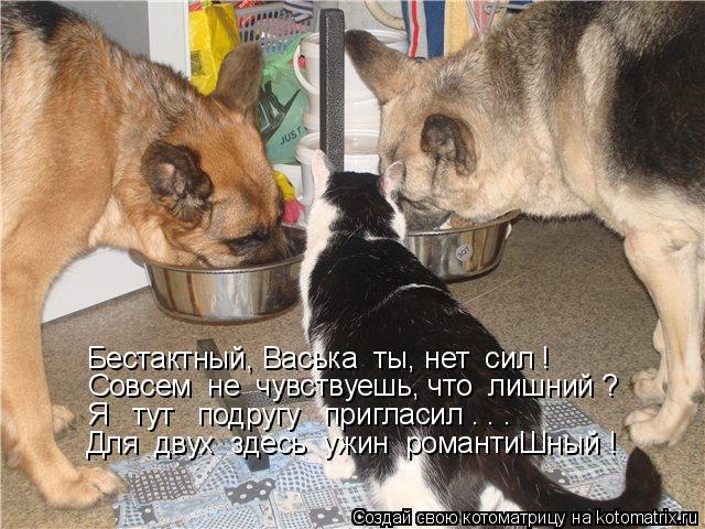 Котоматрица: Бестактный, Васька  ты, нет  сил ! Совсем  не  чувствуешь, что  лишний ? Я   тут   подругу   пригласил . . .   Для  двух  здесь  ужин  романтиШный !