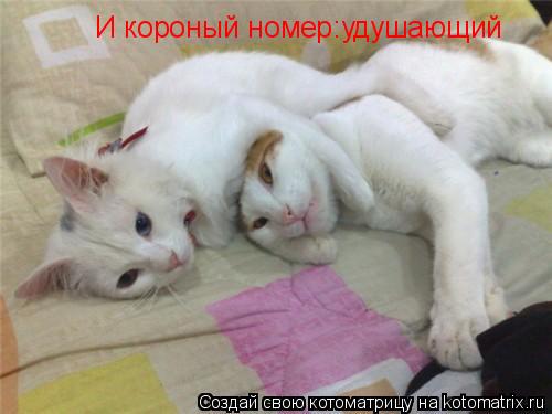 И короный номер:удушающий... Котоматрица: И короный номер:удушающий