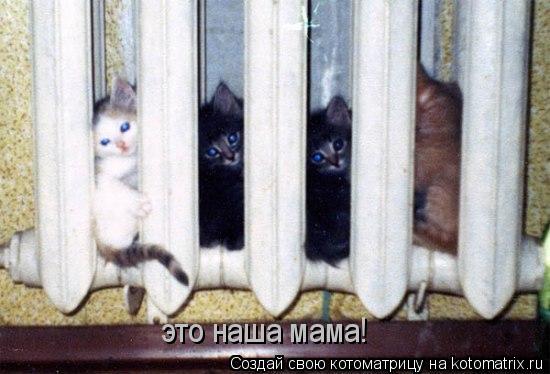 это наша мама!... Котоматрица: это наша мама!