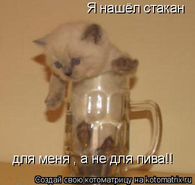 Я нашёл стакан для меня , а не для пива!!... Котоматрица: Я нашёл стакан для меня , а не для пива!!