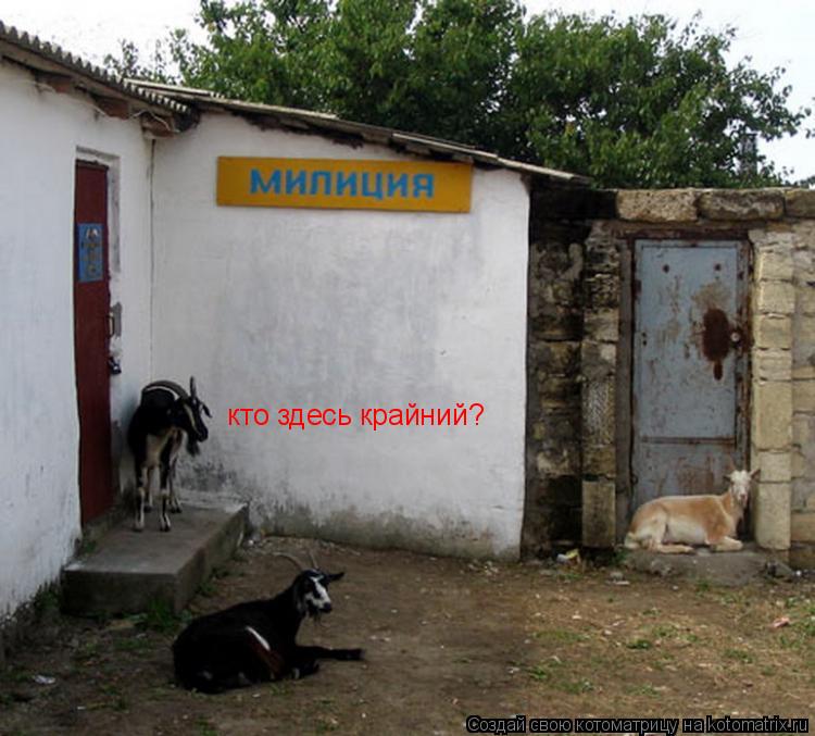 кто здесь крайний?... Котоматрица: кто здесь крайний?