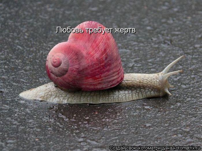 Котоматрица: Любовь требует жертв