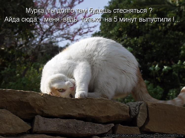 Мурка, ты долго там будешь стесняться ? Айда сюда... меня ведь только на 5 минут выпустили !...... Котоматрица: Мурка, ты долго там будешь стесняться ? Айда сюда... меня ведь только на 5 минут выпустили !...