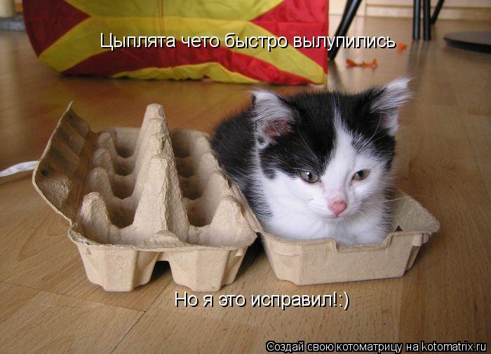 Котоматрица: Цыплята чето быстро вылупились Но я это исправил!:)