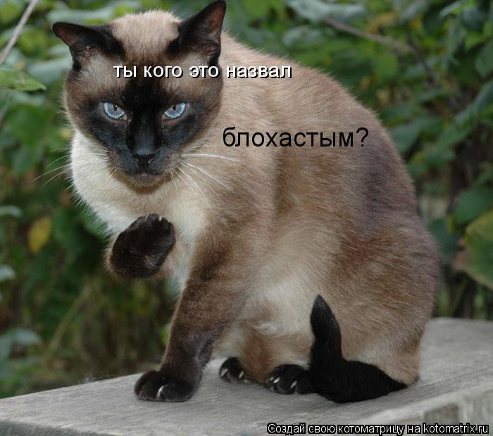 Котоматрица: ты кого это назвал блохастым?