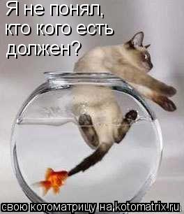 Котоматрица: Я не понял,  кто кого есть  должен?