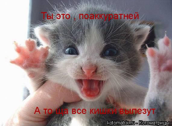 Котоматрица: Ты это , поаккуратней А то ща все кишки вылезут