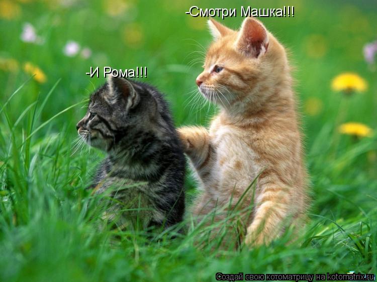 Котоматрица: -И Рома!!! -Смотри Машка!!!