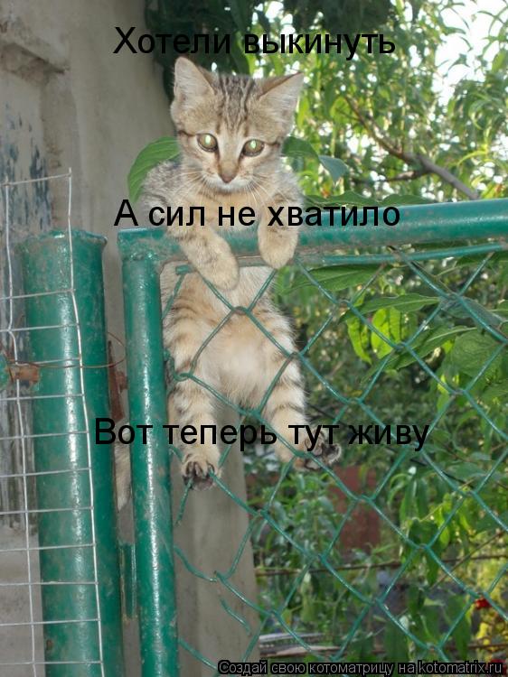 Котоматрица: Хотели выкинуть А сил не хватило Вот теперь тут живу