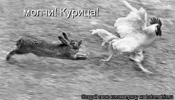Котоматрица: молчи! Курица!