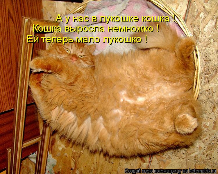 Котоматрица: Ей теперь мало лукошко ! Кошка выросла немножко ! А у нас в лукошке кошка !