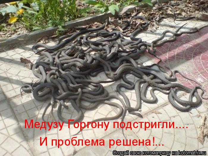 Медузу Горгону подстригли.... И проблема решена!...... Котоматрица: Медузу Горгону подстригли.... И проблема решена!...