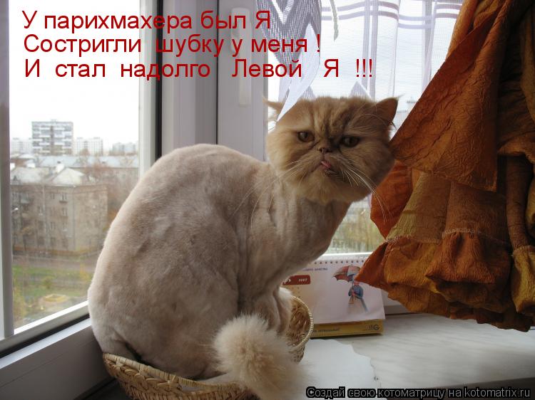 У парихмахера был Я Состригли шубку у меня ! И стал надолго Левой Я !!!... Котоматрица: У парихмахера был Я Состригли шубку у меня ! И стал надолго Левой Я !!!