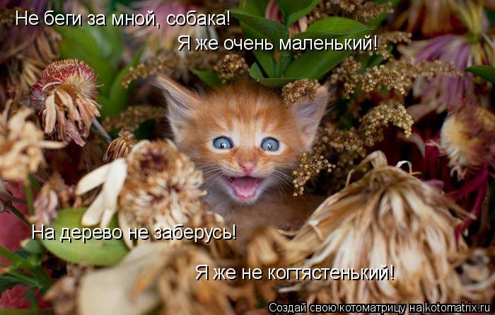 Котоматрица: Не беги за мной, собака! Я же очень маленький! На дерево не заберусь! Я же не когтястенький!