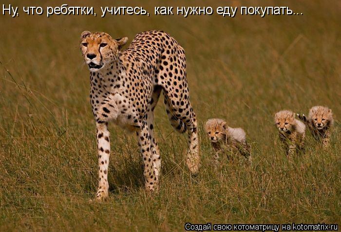 Котоматрица: Ну, что ребятки, учитесь, как нужно еду покупать...