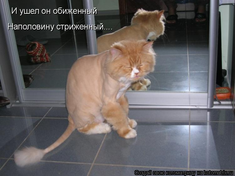 Котоматрица: И ушел он обиженный Наполовину стриженный....