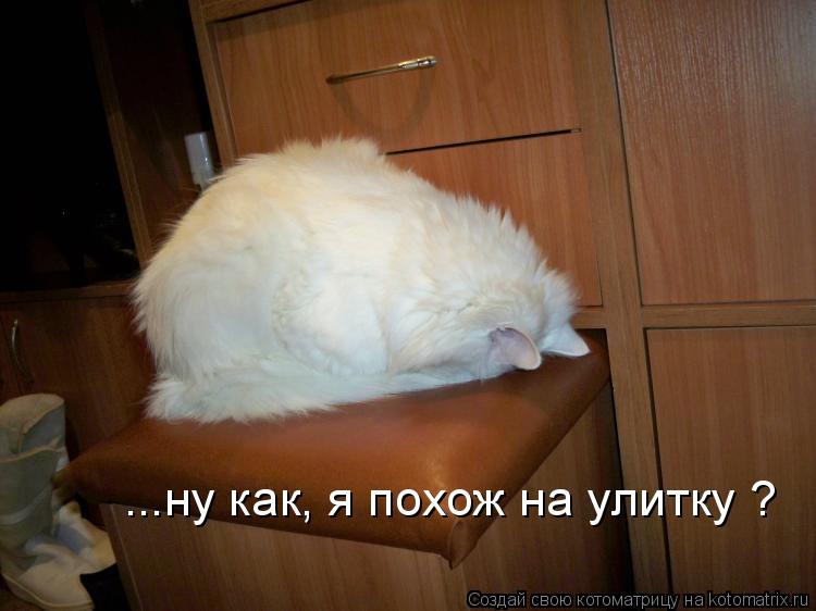 Котоматрица: ...ну как, я похож на улитку ?