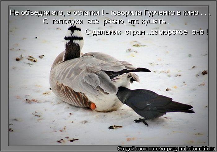Котоматрица: Не объедки это, а остатки ! - говорила Гурченко в кино . . . С  голодухи  всё  равно, что кушать... С дальних  стран...заморское  оно !