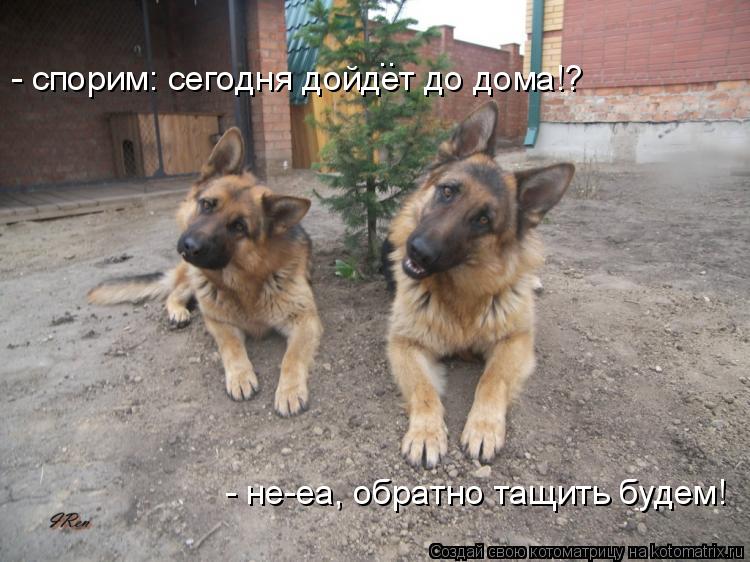 Котоматрица: - не-еа, обратно тащить будем! - спорим: сегодня дойдет до дома!? ..