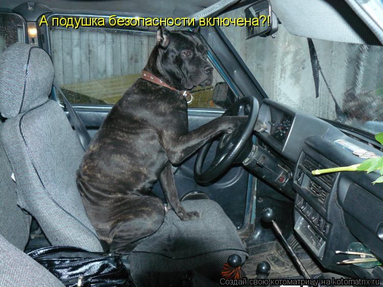 Котоматрица: А подушка безопасности включена?!