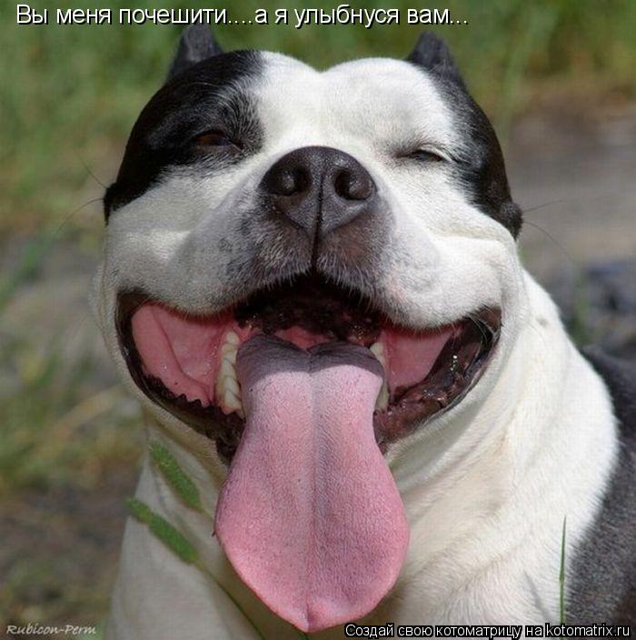 Котоматрица: Вы меня почешити....а я улыбнуся вам...