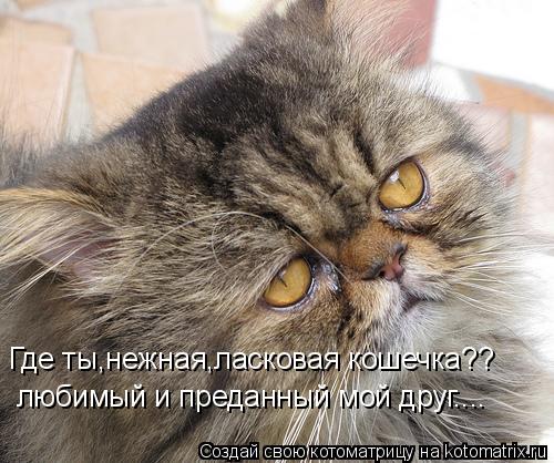 Котоматрица: Где ты,нежная,ласковая кошечка?? любимый и преданный мой друг....