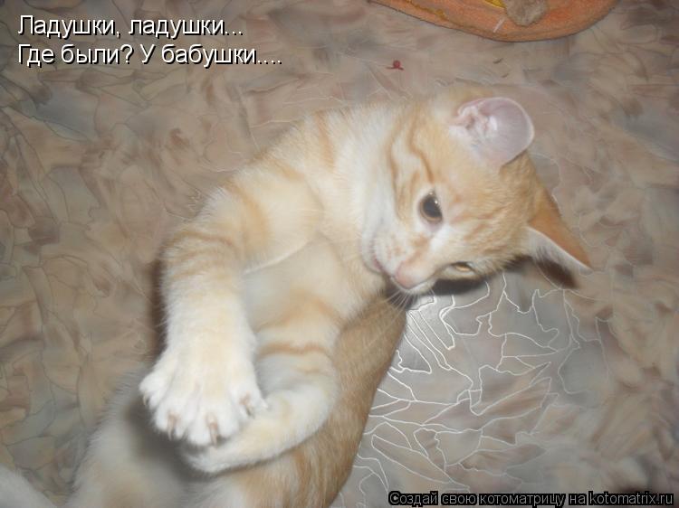 Котоматрица: Ладушки, ладушки... Где были? У бабушки....