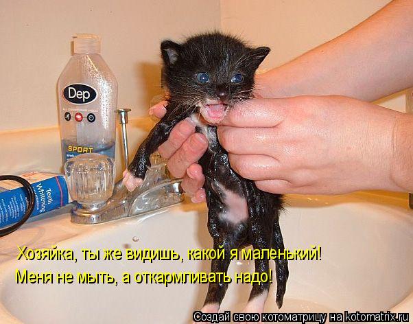 Котоматрица: Хозяйка, ты же видишь, какой я маленький! Меня не мыть, а откармливать надо!