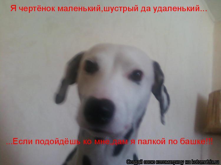 Котоматрица: Я чертёнок маленький,шустрый да удаленький... ...Если подойдёшь ко мне,дам я палкой по башке!!!