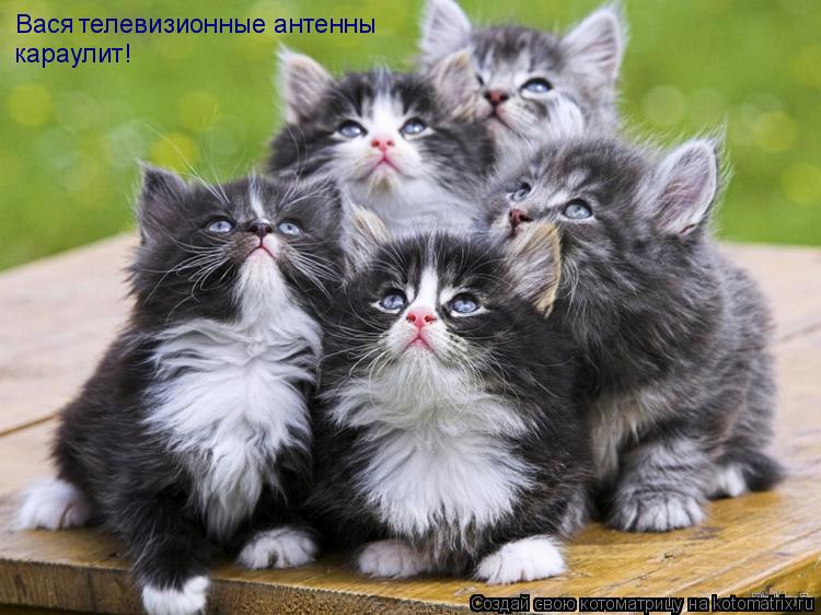 Котоматрица: Вася  телевизионные антенны караулит!