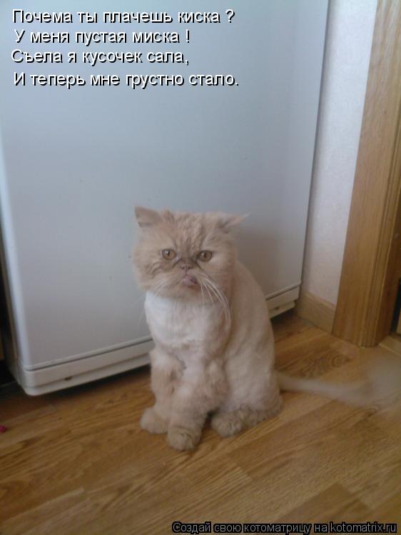 Котоматрица: Почема ты плачешь киска ? У меня пустая миска ! Съела я кусочек сала, И теперь мне грустно стало.