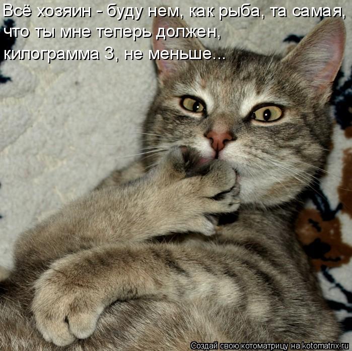Котоматрица: что ты мне теперь должен,  килограмма 3, не меньше... Всё хозяин - буду нем, как рыба, та самая,