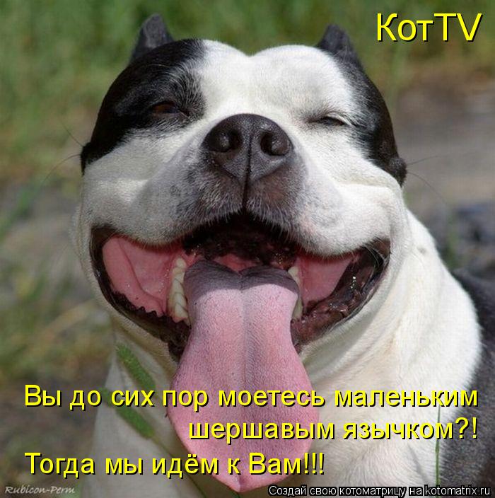 Котоматрица: КотTV Вы до сих пор моетесь маленьким шершавым язычком?! Тогда мы идём к Вам!!!