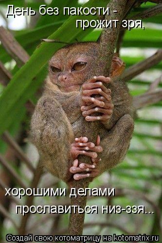 Котоматрица: День без пакости - прожит зря, хорошими делами прославиться низ-ззя...