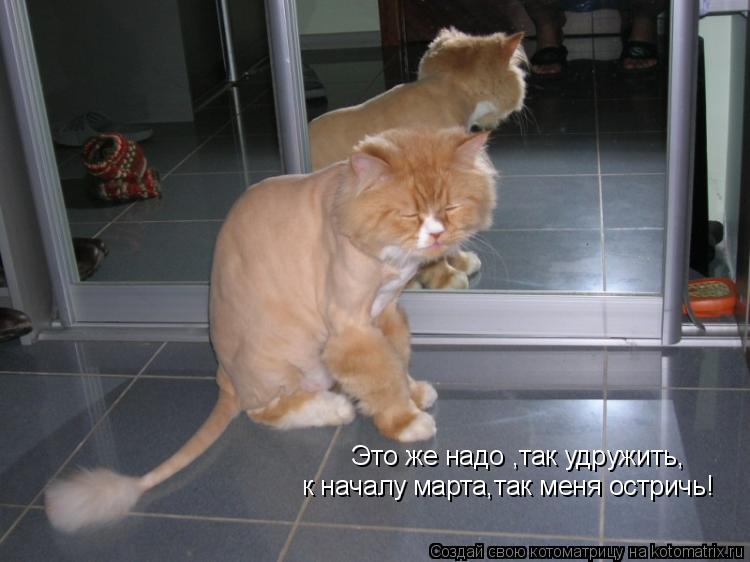 Котоматрица: Это же надо ,так удружить, к началу марта,так меня остричь!